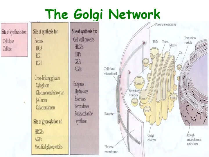 The Golgi Network