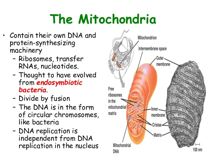 The Mitochondria Contain their own DNA and protein-synthesizing machinery Ribosomes, transfer