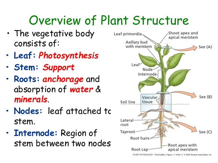 Overview of Plant Structure The vegetative body consists of: Leaf: Photosynthesis
