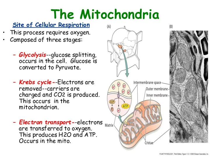 The Mitochondria Site of Cellular Respiration This process requires oxygen. Composed