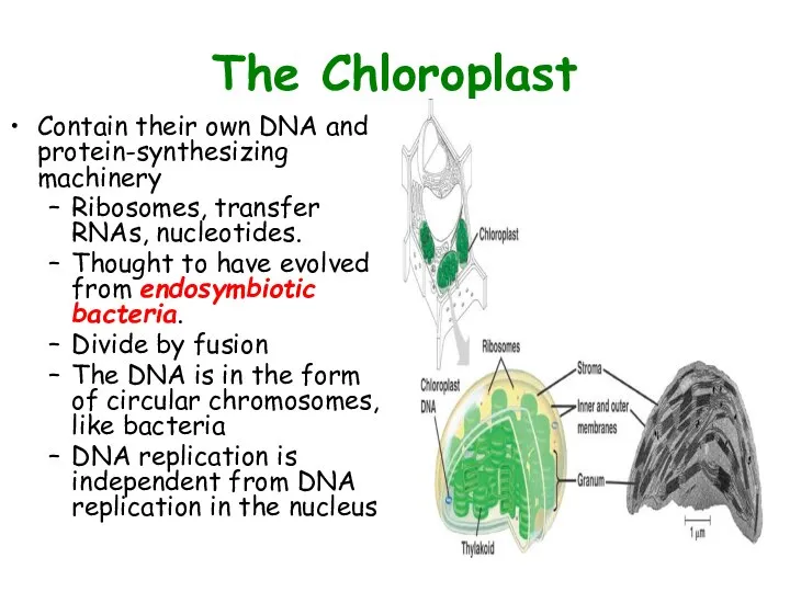 The Chloroplast Contain their own DNA and protein-synthesizing machinery Ribosomes, transfer