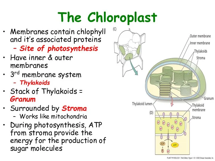 The Chloroplast Membranes contain chlophyll and it’s associated proteins Site of