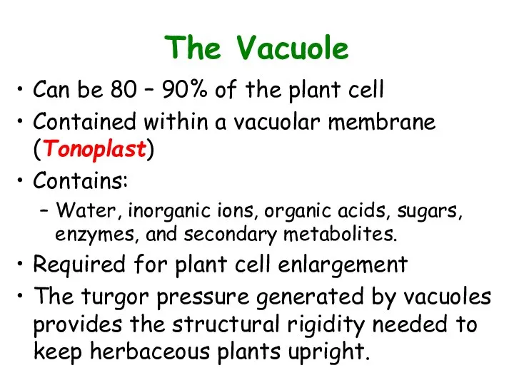 The Vacuole Can be 80 – 90% of the plant cell
