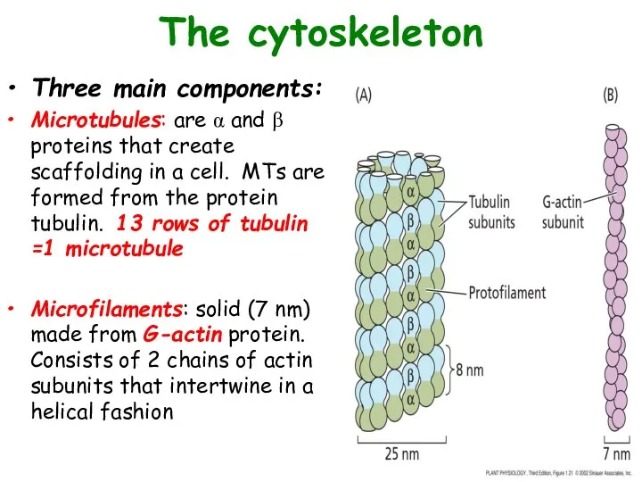 The cytoskeleton Three main components: Microtubules: are α and β proteins