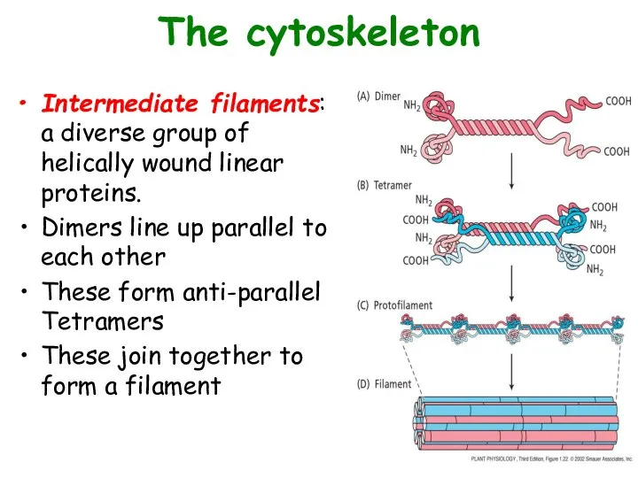 The cytoskeleton Intermediate filaments: a diverse group of helically wound linear