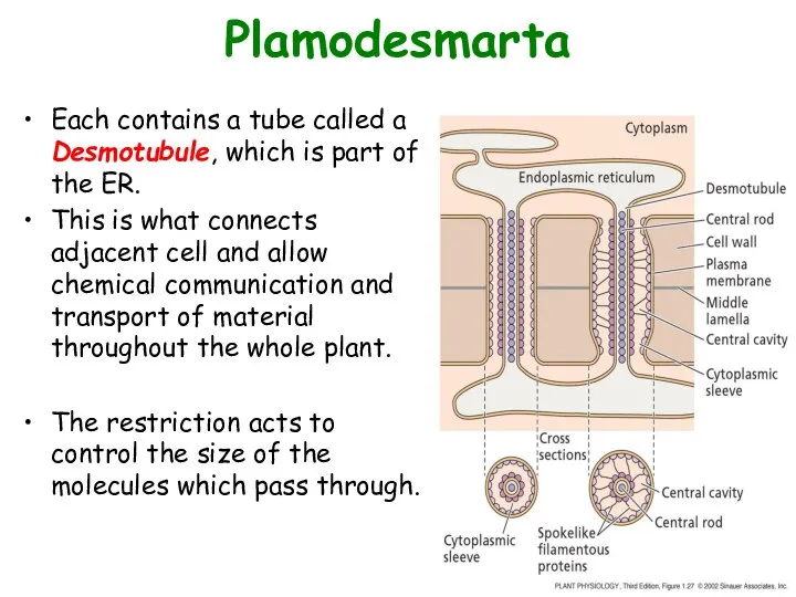 Plamodesmarta Each contains a tube called a Desmotubule, which is part