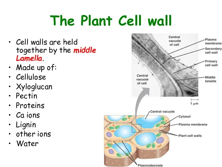 The Plant Cell wall Cell walls are held together by the