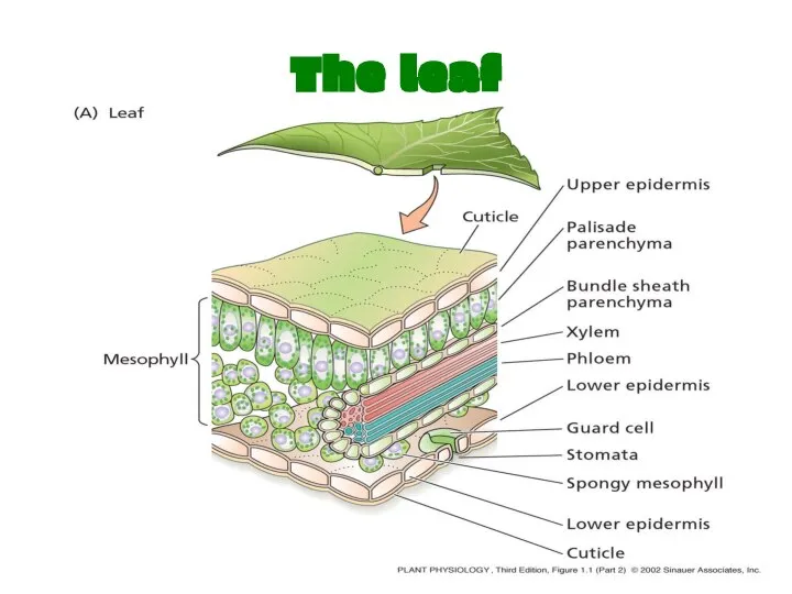 The leaf