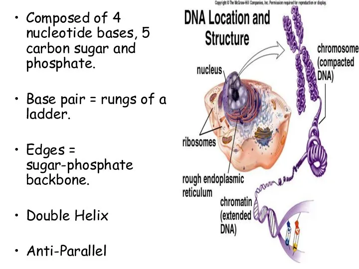 Composed of 4 nucleotide bases, 5 carbon sugar and phosphate. Base