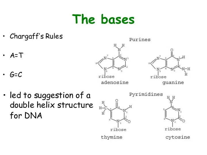 The bases Chargaff’s Rules A=T G=C led to suggestion of a double helix structure for DNA