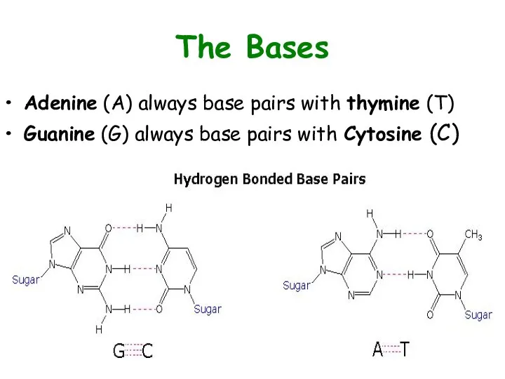 The Bases Adenine (A) always base pairs with thymine (T) Guanine