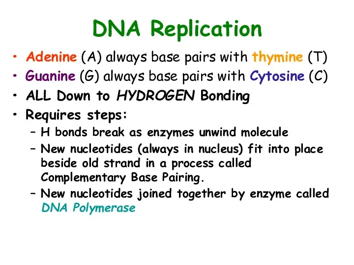DNA Replication Adenine (A) always base pairs with thymine (T) Guanine