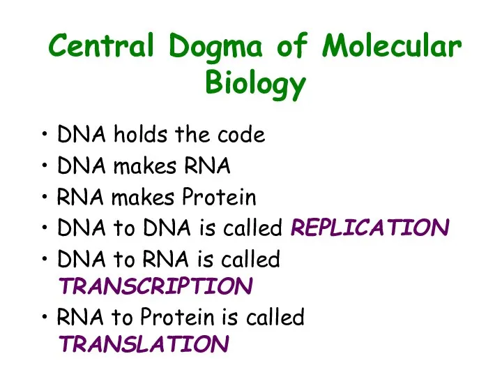 Central Dogma of Molecular Biology DNA holds the code DNA makes