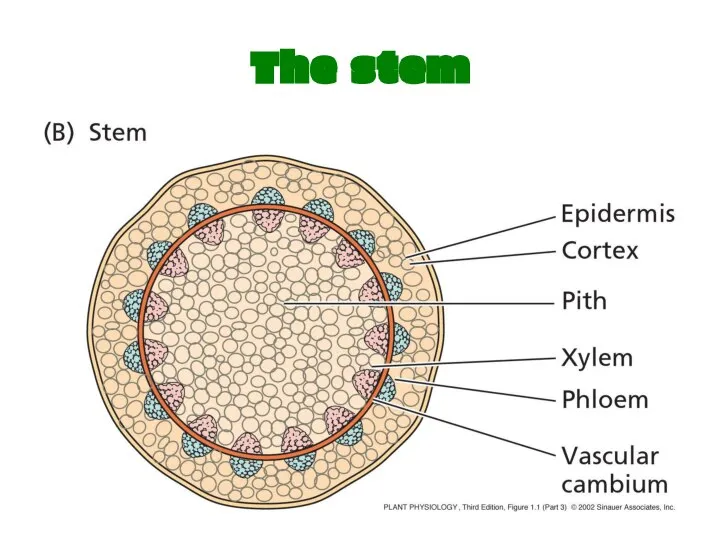 The stem