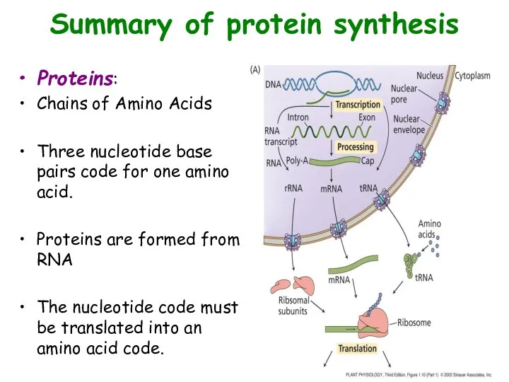 Summary of protein synthesis Proteins: Chains of Amino Acids Three nucleotide