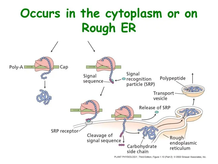 Occurs in the cytoplasm or on Rough ER