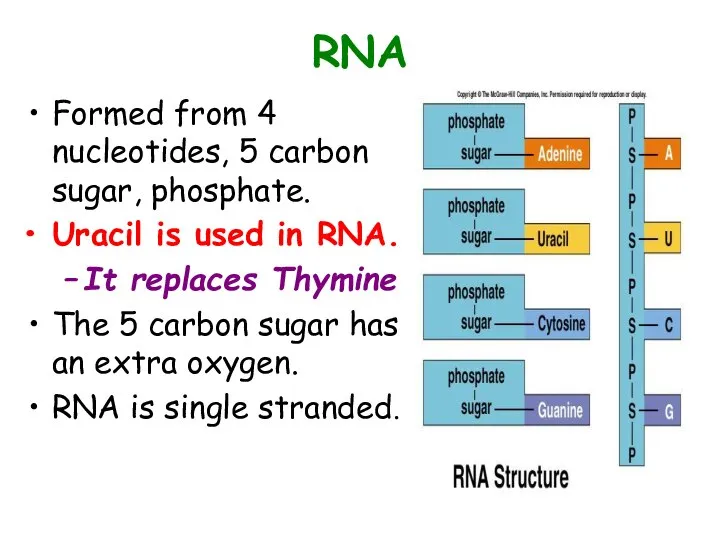 RNA Formed from 4 nucleotides, 5 carbon sugar, phosphate. Uracil is