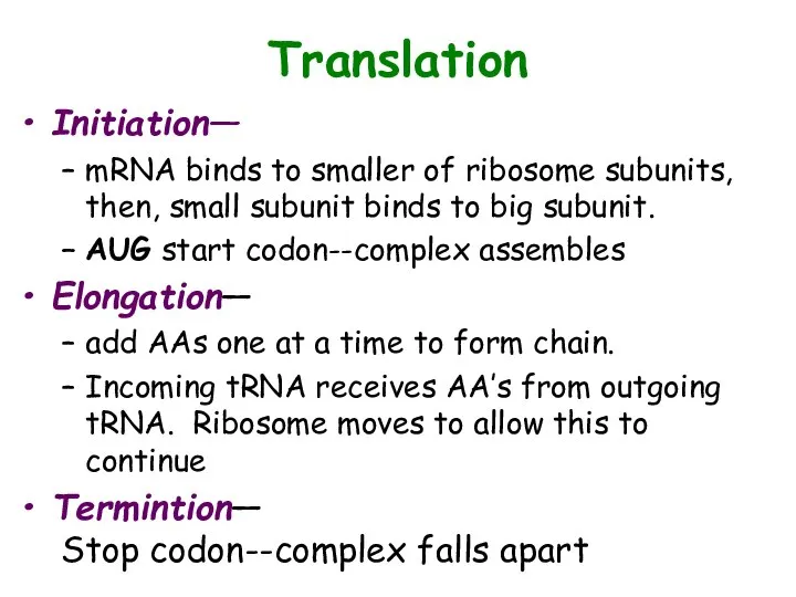 Translation Initiation— mRNA binds to smaller of ribosome subunits, then, small