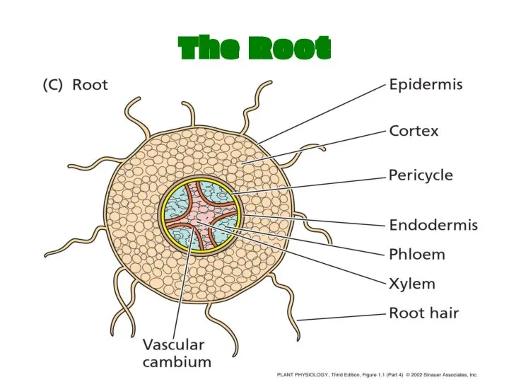 The Root