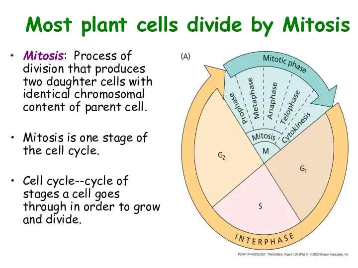 Most plant cells divide by Mitosis Mitosis: Process of division that