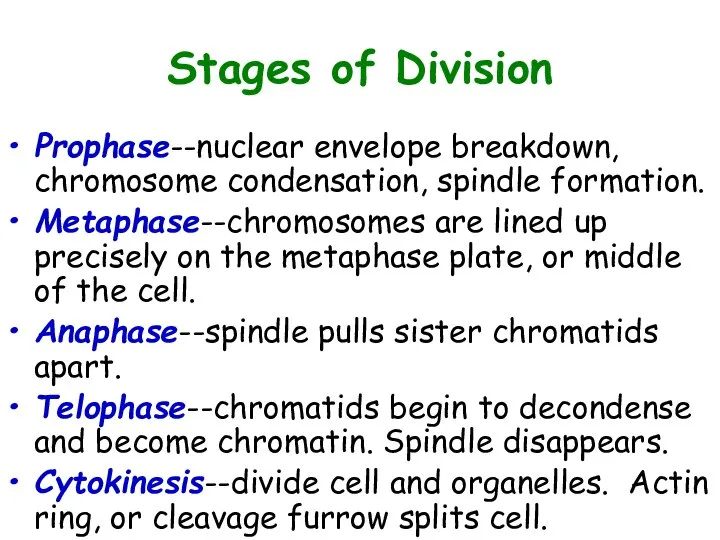 Stages of Division Prophase--nuclear envelope breakdown, chromosome condensation, spindle formation. Metaphase--chromosomes