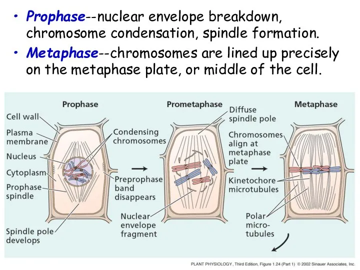 Prophase--nuclear envelope breakdown, chromosome condensation, spindle formation. Metaphase--chromosomes are lined up