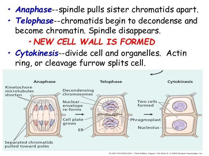Anaphase--spindle pulls sister chromatids apart. Telophase--chromatids begin to decondense and become