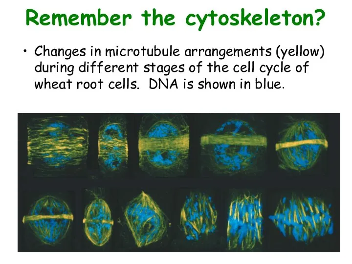 Remember the cytoskeleton? Changes in microtubule arrangements (yellow) during different stages