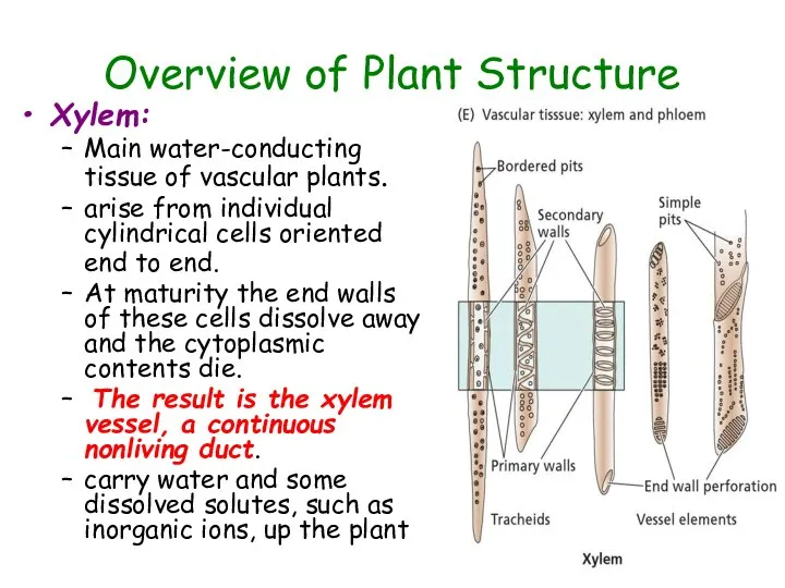 Xylem: Main water-conducting tissue of vascular plants. arise from individual cylindrical