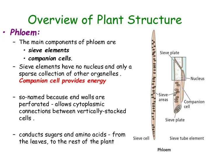 Overview of Plant Structure Phloem: The main components of phloem are