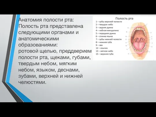 Анатомия полости рта: Полость рта представлена следующими органами и анатомическими образованиями: