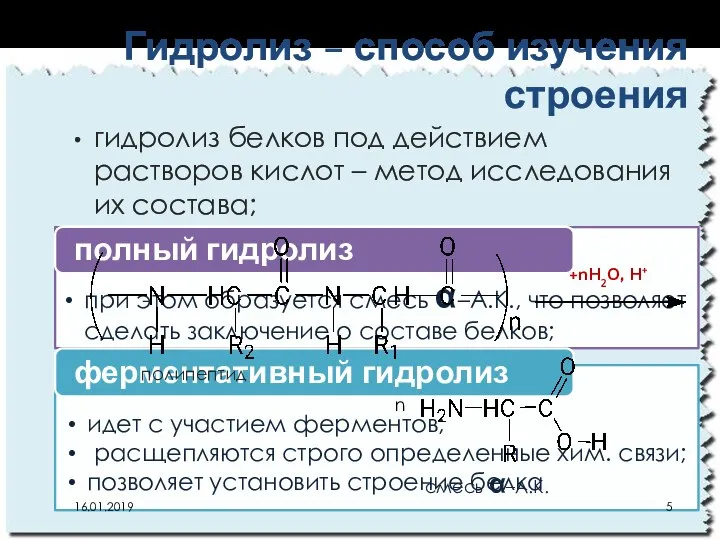 Гидролиз – способ изучения строения гидролиз белков под действием растворов кислот