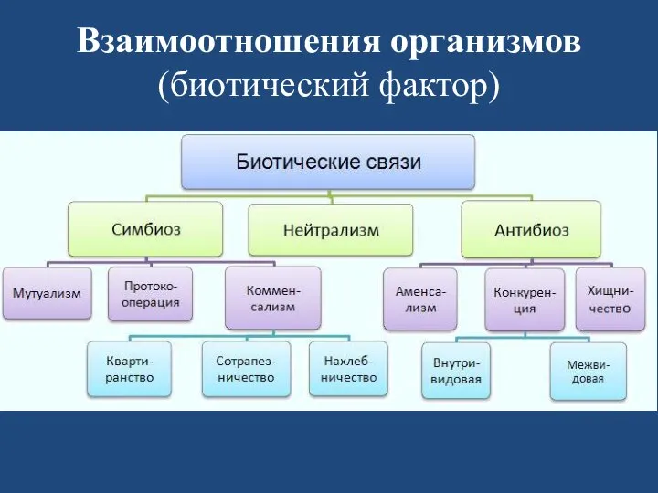 Взаимоотношения организмов (биотический фактор)