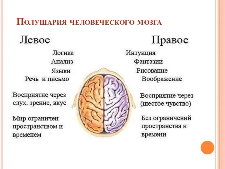 Полушария человеческого мозга