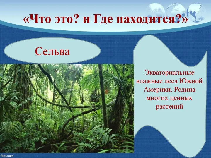 «Что это? и Где находится?» Сельва Экваториальные влажные леса Южной Америки. Родина многих ценных растений