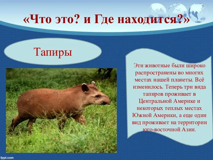 «Что это? и Где находится?» Тапиры Эти животные были широко распространены