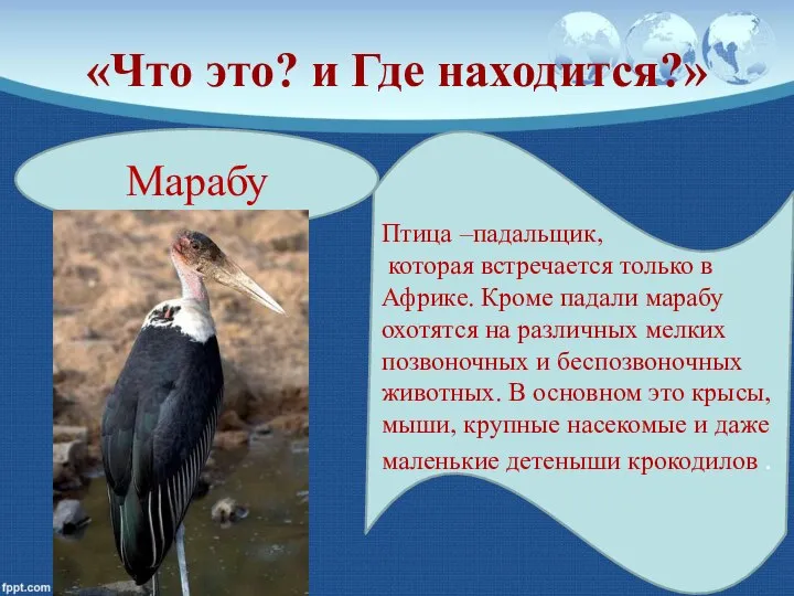 «Что это? и Где находится?» Марабу Птица –падальщик, которая встречается только