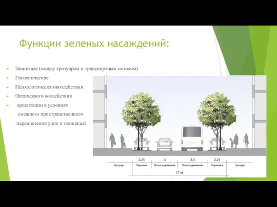 Функции зеленых насаждений: Защитные (между тротуаром и транспортным потоком) Гигиенические Психологическоговоздействия