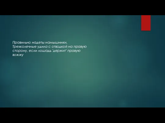 Правильно надеты намышники. Трехколечные удила с отводкой на правую сторону, если лошадь 'держит' правую вожжу