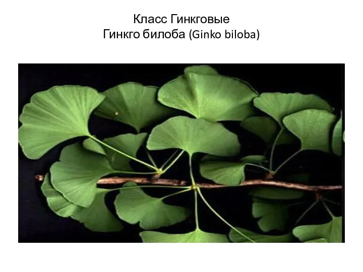 Класс Гинкговые Гинкго билоба (Ginko biloba)