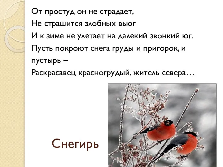 Снегирь От простуд он не страдает, Не страшится злобных вьюг И