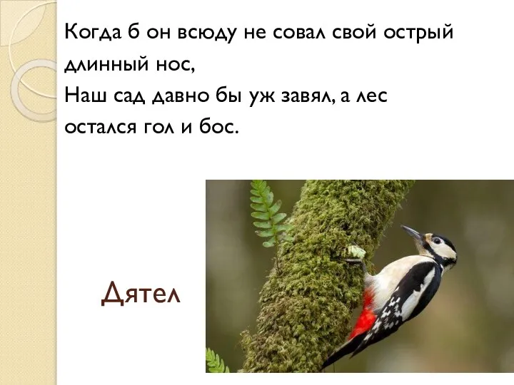 Дятел Когда б он всюду не совал свой острый длинный нос,