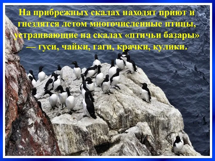 На прибрежных скалах находят приют и гнездятся летом многочисленные птицы, устраивающие