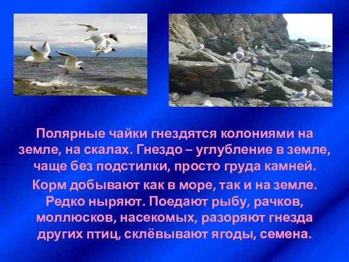 Полярные чайки гнездятся колониями на земле, на скалах. Гнездо – углубление