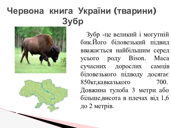 Червона книга України (тварини) Зубр Зубр -це великий і могутній бик.Його