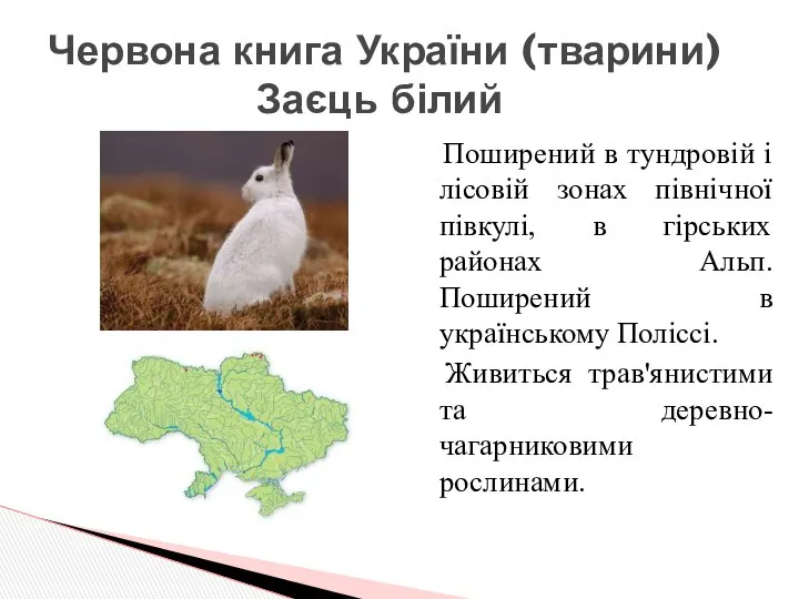 Червона книга України (тварини) Заєць білий Поширений в тундровій і лісовій