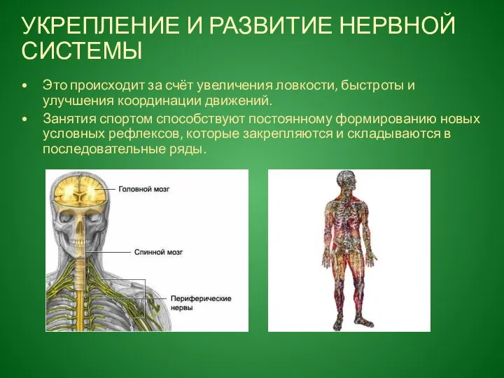 УКРЕПЛЕНИЕ И РАЗВИТИЕ НЕРВНОЙ СИСТЕМЫ Это происходит за счёт увеличения ловкости,