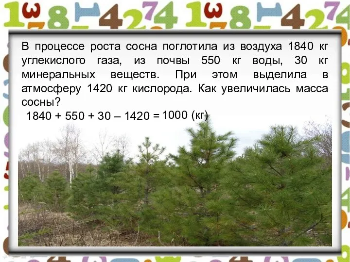 В процессе роста сосна поглотила из воздуха 1840 кг углекислого газа,