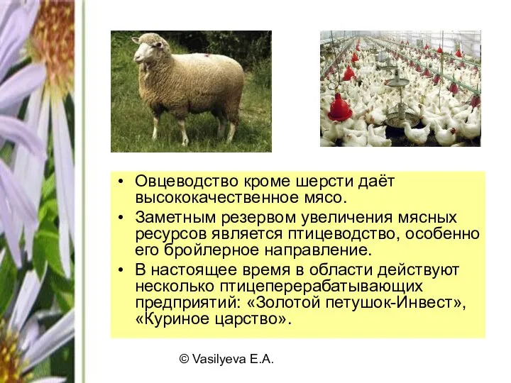 © Vasilyeva E.A. Овцеводство кроме шерсти даёт высококачественное мясо. Заметным резервом