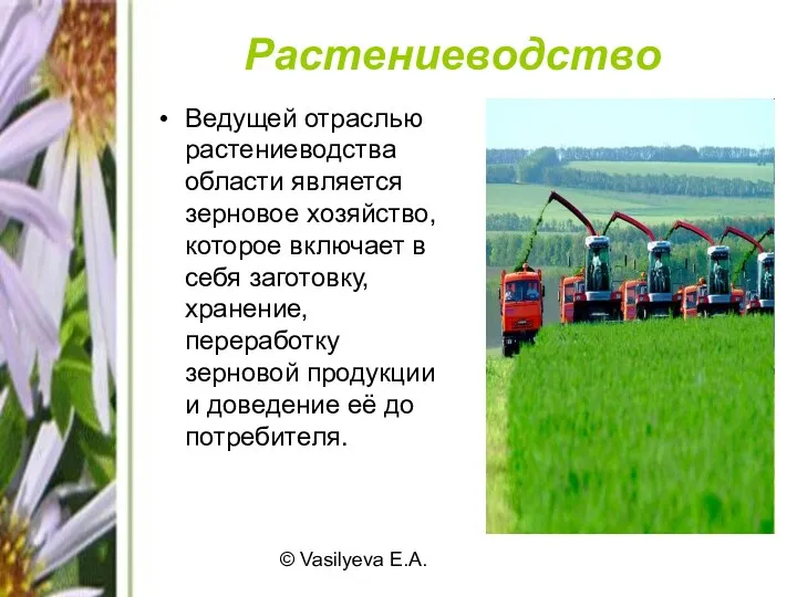 © Vasilyeva E.A. Растениеводство Ведущей отраслью растениеводства области является зерновое хозяйство,